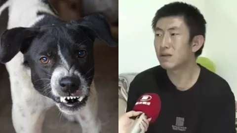 山西长治狗咬人事件