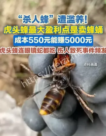 央视曝光养杀人蜂